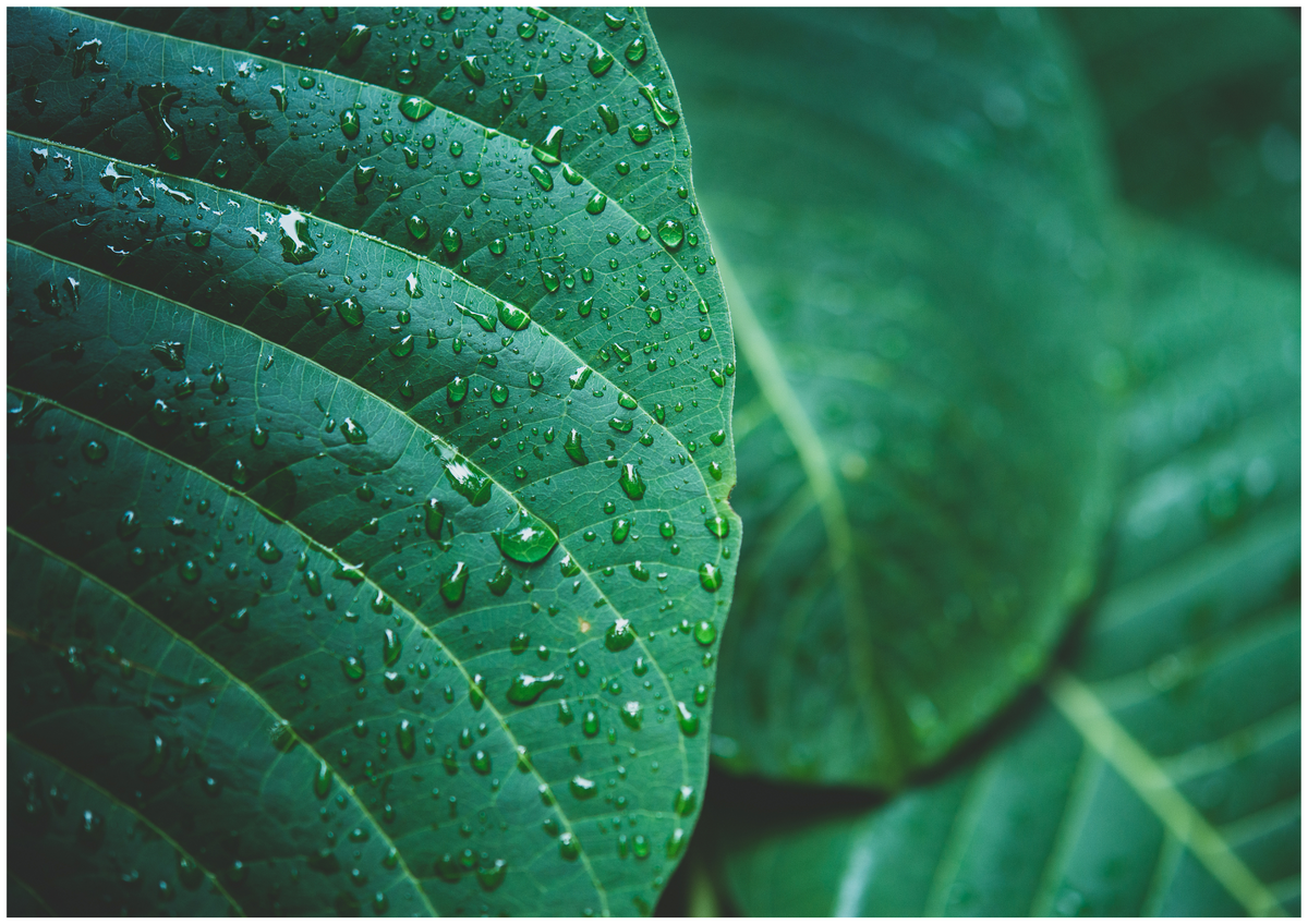 Collection Végétale et Minérale