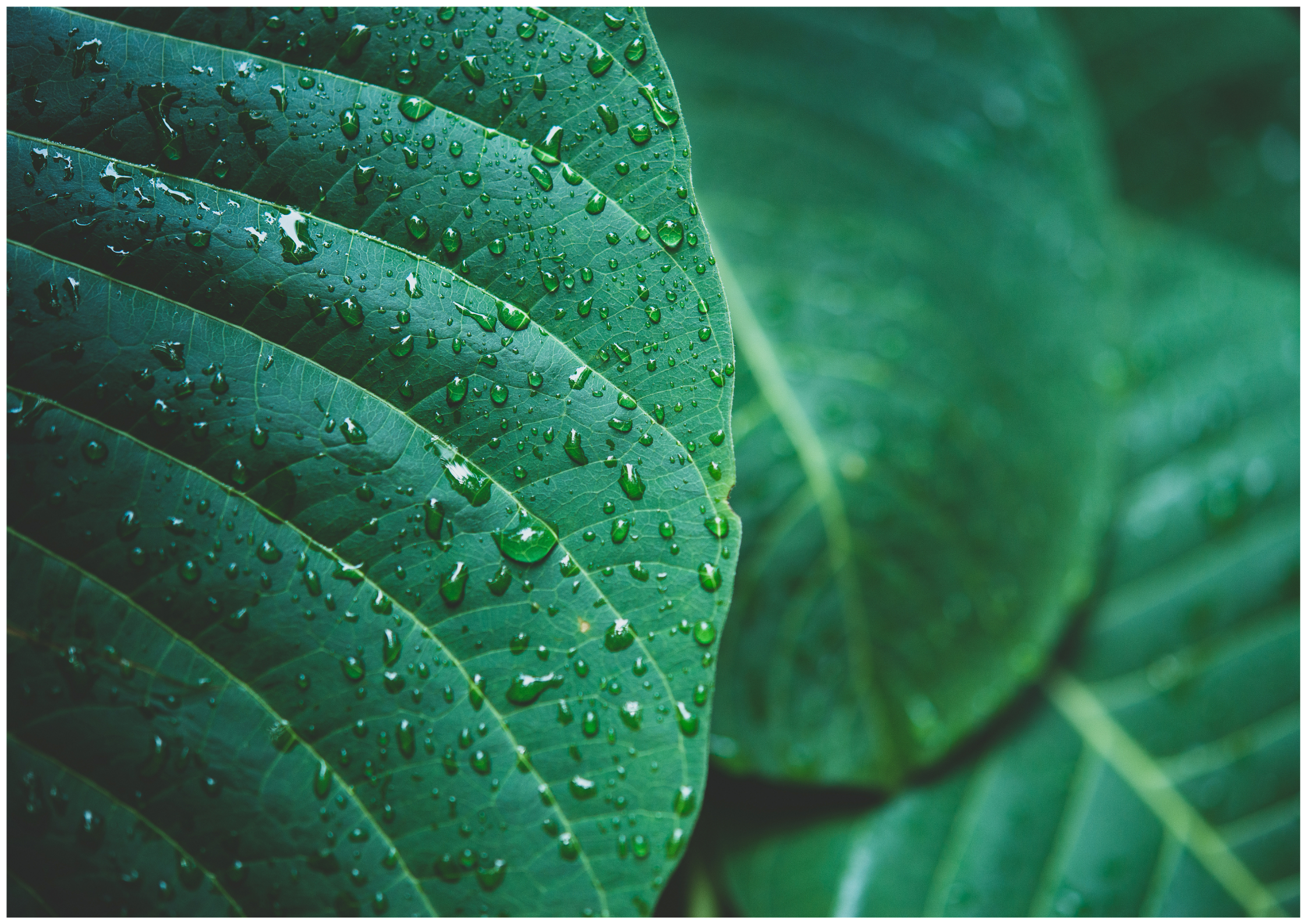 Collection Végétale et Minérale